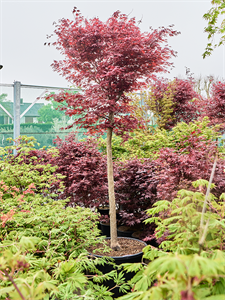 Клен дланевидный "Fire Glow" 70/325 (Nieuwkoop Europe) 40677