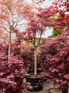 Клен дланевидный "Fire Glow" 80/330 (Nieuwkoop Europe) 40678