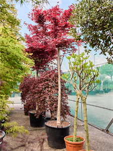 Клен дланевидный "Fire Glow" 70/410 (Nieuwkoop Europe) 40679