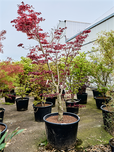 Клен дланевидный "Fire Glow" 83/310 (Nieuwkoop Europe) 40680