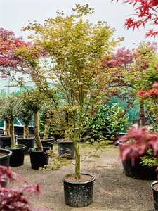 Клен дланевидный "Green" 43/200 (Nieuwkoop Europe) 40681