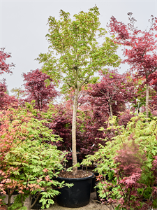 Клен дланевидный "Green" 80/375 (Nieuwkoop Europe) 40682