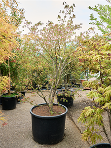 Клен дланевидный "Kogane Nishiki" 80/270 (Nieuwkoop Europe) 40683