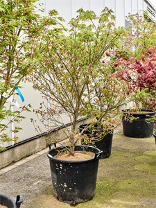 Клен дланевидный "Kogane Nishiki" 65/210 (Nieuwkoop Europe) 40684