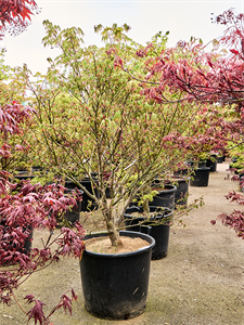 Клен дланевидный "Kogane Nishiki" 64/210 (Nieuwkoop Europe) 40685