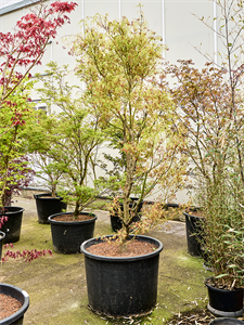 Клен дланевидный "Koto-No-Ito" 80/270 (Nieuwkoop Europe) 40686