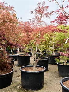 Клен дланевидный "Koto-No-Ito" разветвленный 80/270 (Nieuwkoop Europe) 40687