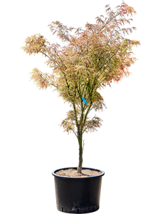 Клен дланевидный "Linearilobum" 43/175 (Nieuwkoop Europe) 40688