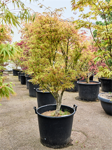 Клен дланевидный "Linearilobum" 64/230 (Nieuwkoop Europe) 40689