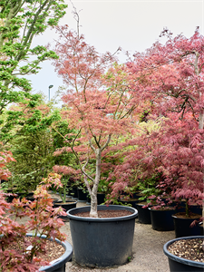 Клен дланевидный "Linearilobum" 87/260 (Nieuwkoop Europe) 40691