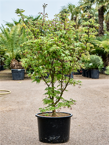 Клен дланевидный "Osakazuki" 43/160 (Nieuwkoop Europe) 40694