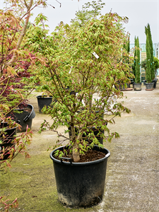 Клен дланевидный "Osakazuki" 65/200 (Nieuwkoop Europe) 40695