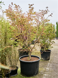 Клен дланевидный "Osakazuki" 80/270 (Nieuwkoop Europe) 40696