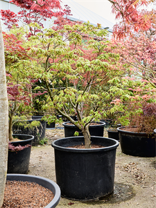 Клен дланевидный "Osakazuki" 80/230 (Nieuwkoop Europe) 40697