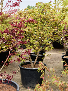 Клен дланевидный "Osakazuki" 70/210 (Nieuwkoop Europe) 40698