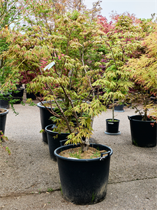 Клен дланевидный "Osakazuki" 65/220 (Nieuwkoop Europe) 40699