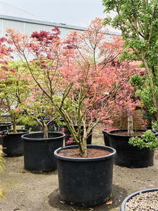 Клен дланевидный "Polymorphum" 80/230 (Nieuwkoop Europe) 40700