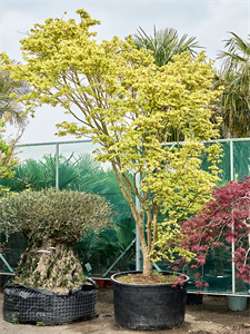 Клен дланевидный "Reticulatum" 120/450 (Nieuwkoop Europe) 40701