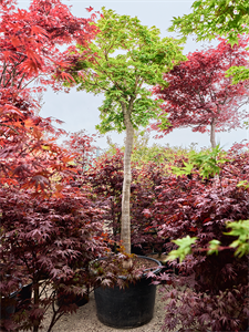 Клен дланевидный "Sangokaku" 70/355 (Nieuwkoop Europe) 40702