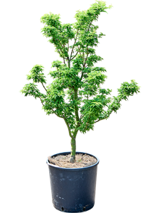 Клен дланевидный "Shishigashira" 32/110 (Nieuwkoop Europe) 40703