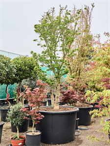 Клен дланевидный "Shishigashira" 112/300 (Nieuwkoop Europe) 40704