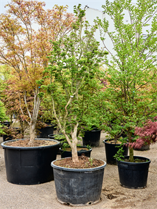 Клен дланевидный "Shishigashira" 85/300 (Nieuwkoop Europe) 40705