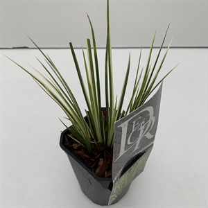 Аир злаковый (акорус злаковидный) "Argenteostriatus" 13/25 (Nieuwkoop Europe) 40707