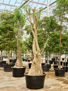 Баобаб африканский (адансония пальчатая) 110/500 (Nieuwkoop Europe) 40713