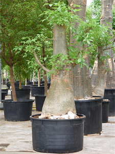 Баобаб африканский (адансония пальчатая) 120/350 (Nieuwkoop Europe) 40715