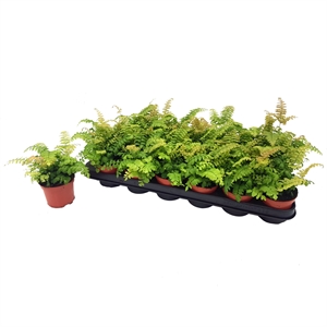 Адиантум мелкоопушенный (адиантум хиспидилум) "Bronze Venus" 8/20 (Nieuwkoop Europe) 40719