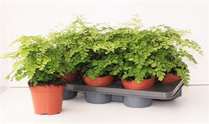 Адиантум Радди (адиантум раддианум) "Fragrans" 14/35 (Nieuwkoop Europe) 40720