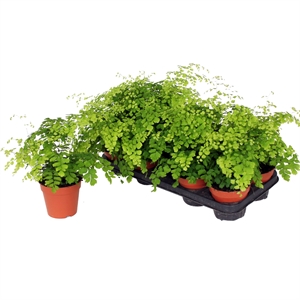 Адиантум Радди (адиантум раддианум) "Fragrans" 12/30 (Nieuwkoop Europe) 40721