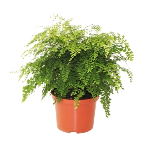 Адиантум Радди (адиантум раддианум) "Fragrans" 24/50 (Nieuwkoop Europe) 40722