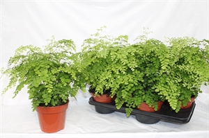 Адиантум Радди (адиантум раддианум) "Fragrans" 17/40 (Nieuwkoop Europe) 40723