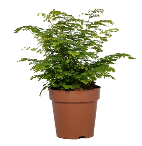 Адиантум Радди (адиантум раддианум) "Fritz-Luthi" 12/35 (Nieuwkoop Europe) 40726