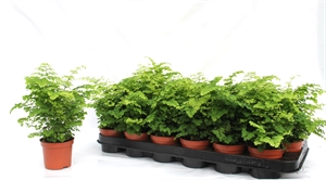 Адиантум Радди (адиантум раддианум) "Fritz-Luthi" 8/20 (Nieuwkoop Europe) 40727