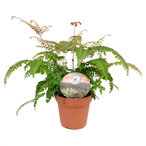 Адиантум нежный (адиантум тенерум) "Scutum Roseum" 12/35 (Nieuwkoop Europe) 40728