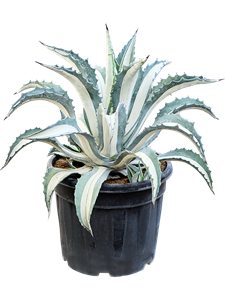 Агава американская (агава американа) "Mediopicta Alba" 45/80 (Nieuwkoop Europe) 40730