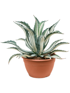 Агава американская (американа) "Mediopicta Alba" 30/55 (Nieuwkoop Europe) 40732