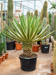 Агава узколистная (ангустифолия) 45/110 (Nieuwkoop Europe) 40733