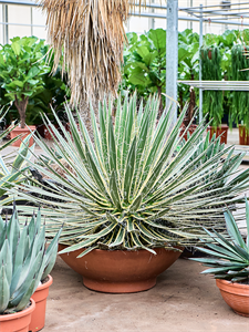 Агава сдвоенноцветковая (агава геминифлора) 60/100 (Nieuwkoop Europe) 40739