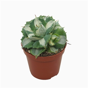 Агава пьяниц (агава потаторум) "Ouhi-Raijin" 8/15 (Nieuwkoop Europe) 40740