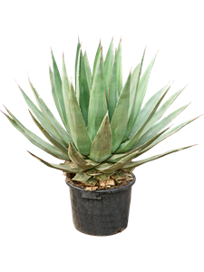 Агава треугольная (агава триангулярис) 35/110 (Nieuwkoop Europe) 40742