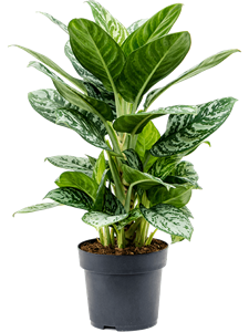 Аглаонема "Amazon Silver" 19/55 (Nieuwkoop Europe) 40744