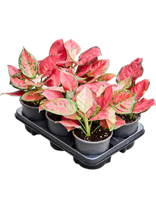 Аглаонема "Lichee Red" 13/40 (Nieuwkoop Europe) 40745