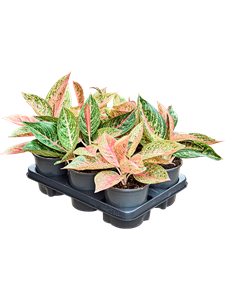 Аглаонема "Starshine" 13/30 (Nieuwkoop Europe) 40747