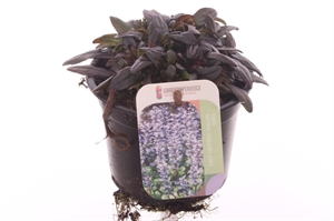 Живучка ползучая "Chocolate Chips" 13/15 (Nieuwkoop Europe) 40749