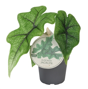 Алоказия "Jacklyn" (Nieuwkoop Europe) 40757
