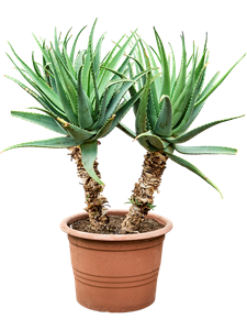 Алоэ древовидное (арборесценс) 48/125 (Nieuwkoop Europe) 40767