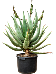 Алоэ цезия 40/120 (Nieuwkoop Europe) 40772